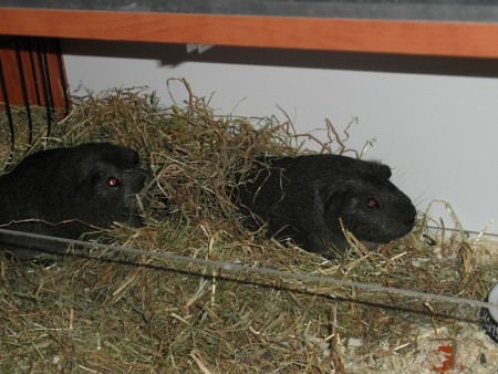 Josje (links) en Bruno